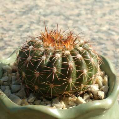 Parodia  syn. Notocactus