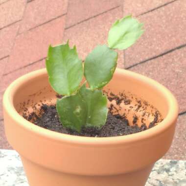 Schlumbergera truncata