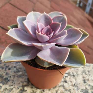 Echeveria Perle Von Nurnberg