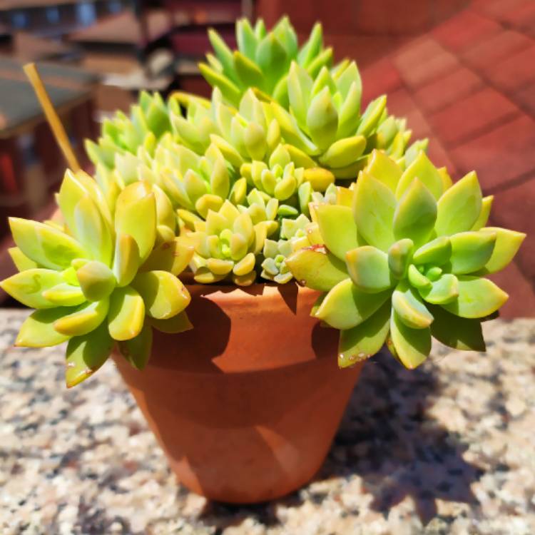 plant image 1336525
