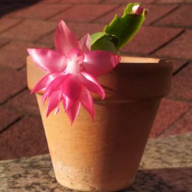 Schlumbergera truncata