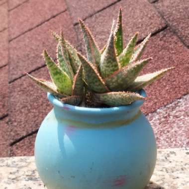 Aloe