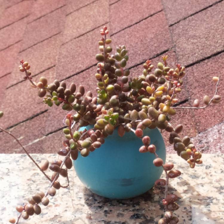 plant image 1501018