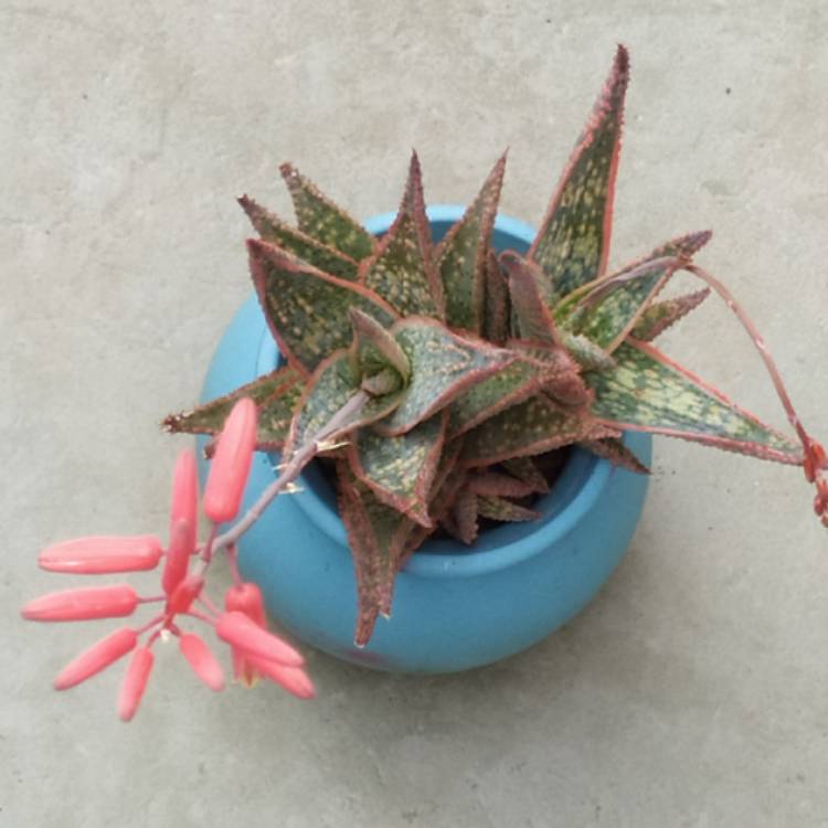 plant image 1532606