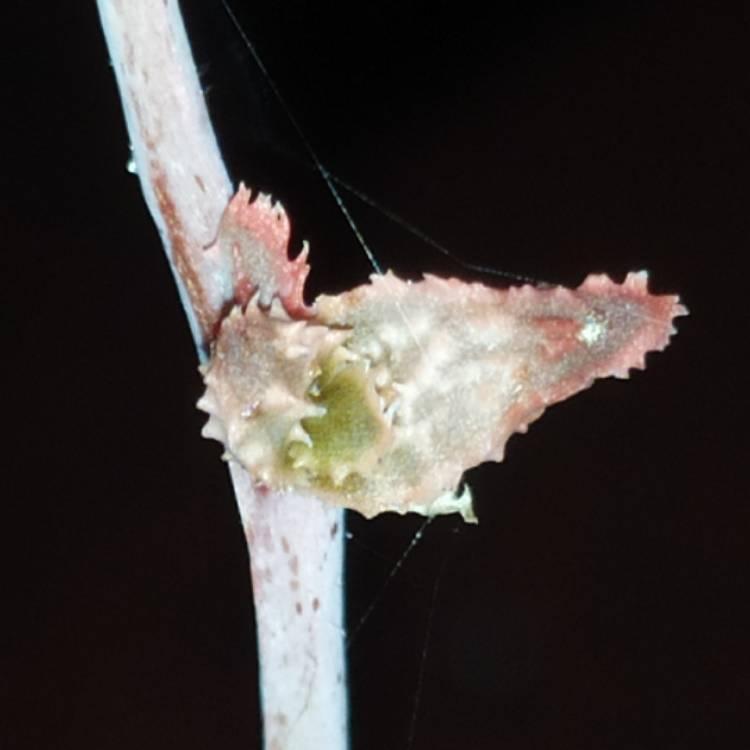 plant image 1540371