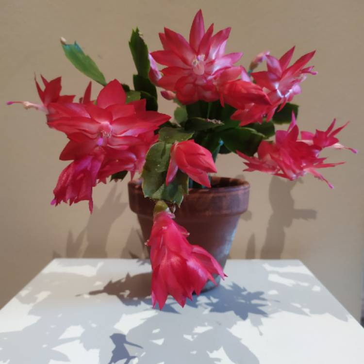 plant image 1551583 plant image 1551583