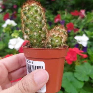 Mammillaria 'Elongata'