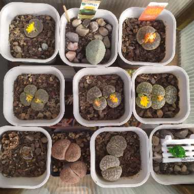 M's garden