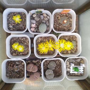 M's garden