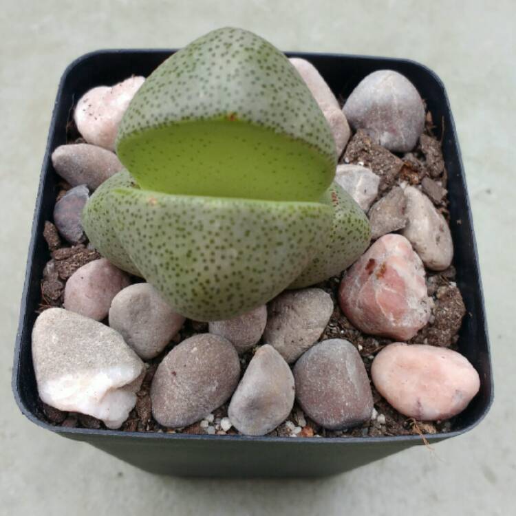 plant image 739468 plant image 739468