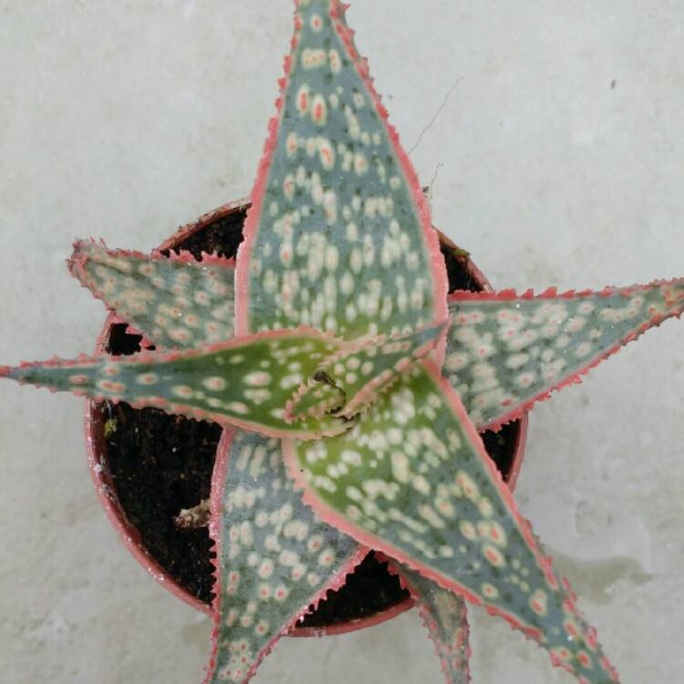 plant image 739473