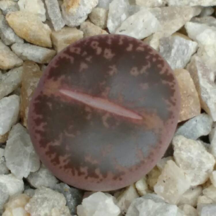plant image 750722 plant image 750722