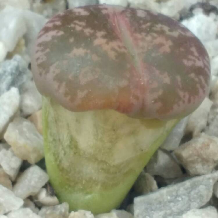 plant image 762745 plant image 762745