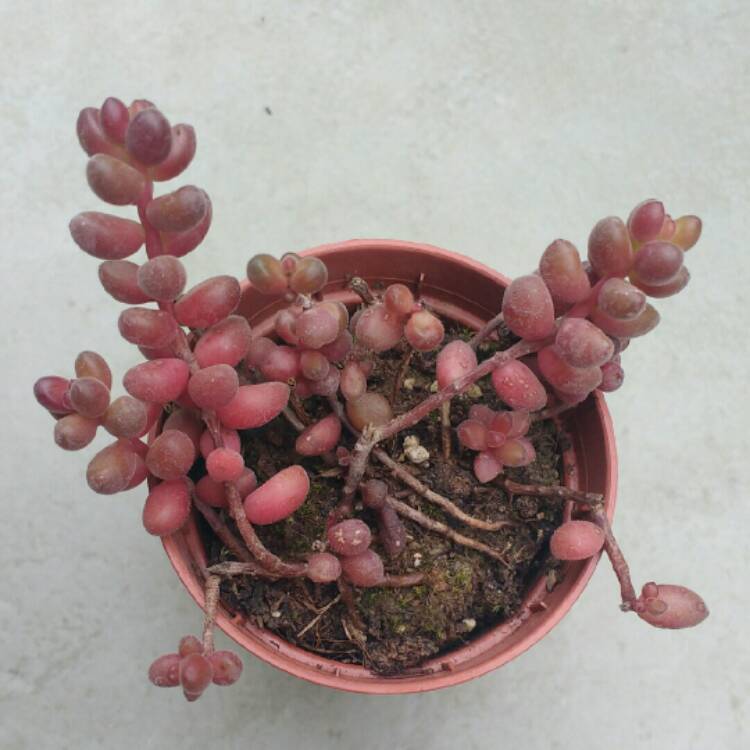 plant image 762753