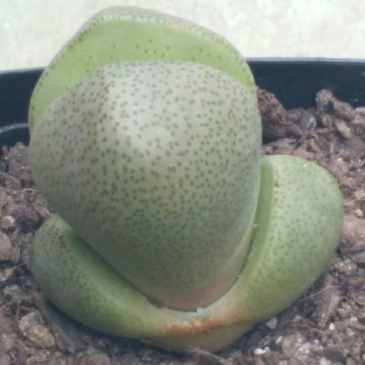 plant image 762786 plant image 762786
