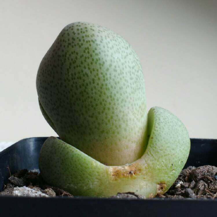 plant image 766476 plant image 766476