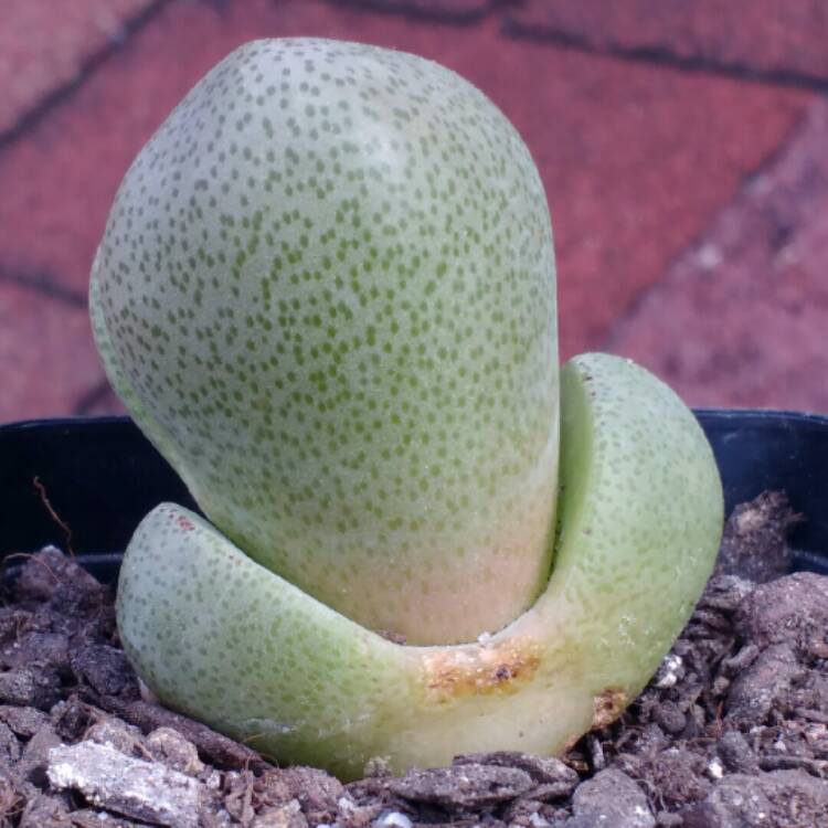plant image 767407 plant image 767407