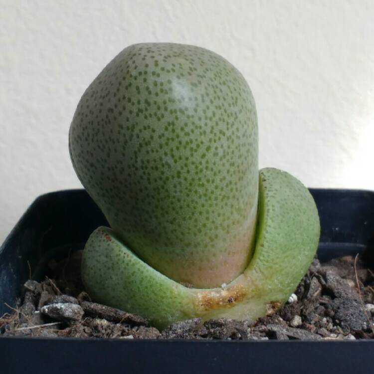 plant image 770616 plant image 770616