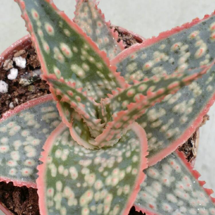 plant image 770633