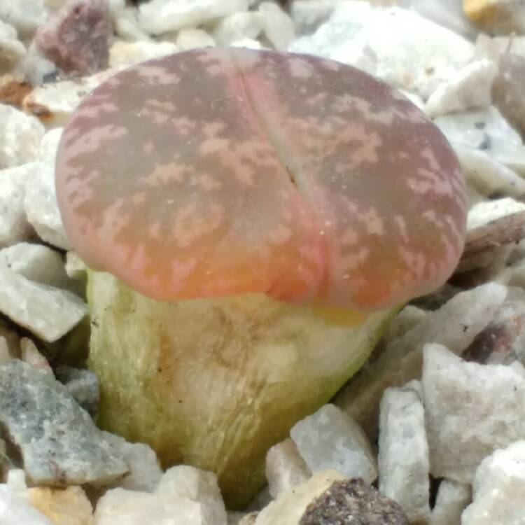 plant image 775369 plant image 775369