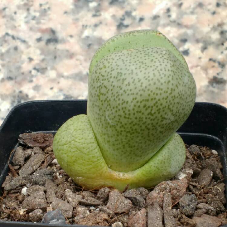 plant image 775413 plant image 775413