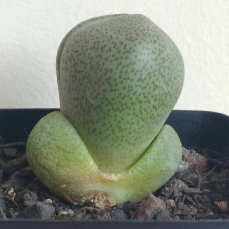 plant image 777633 plant image 777633