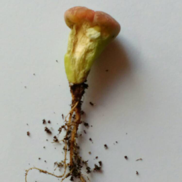 plant image 778996 plant image 778996