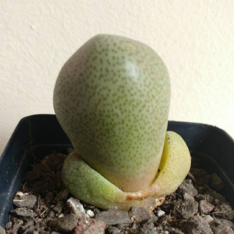plant image 779981 plant image 779981