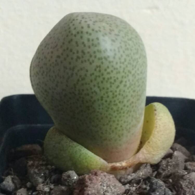 plant image 781371 plant image 781371