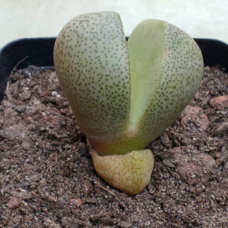 plant image 782292 plant image 782292