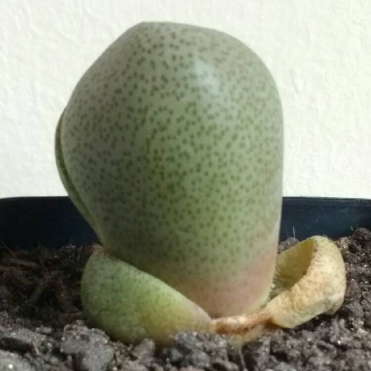 plant image 783655 plant image 783655