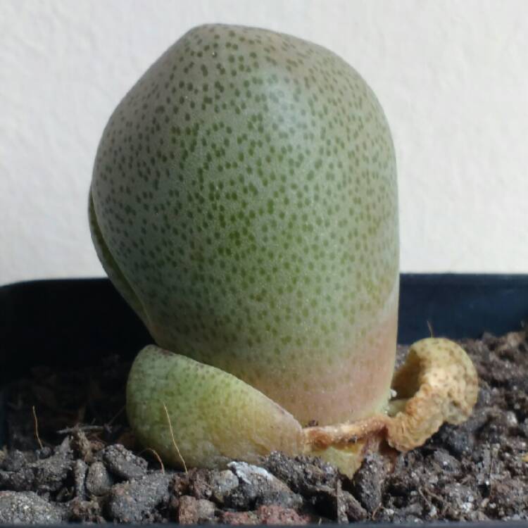 plant image 784852 plant image 784852