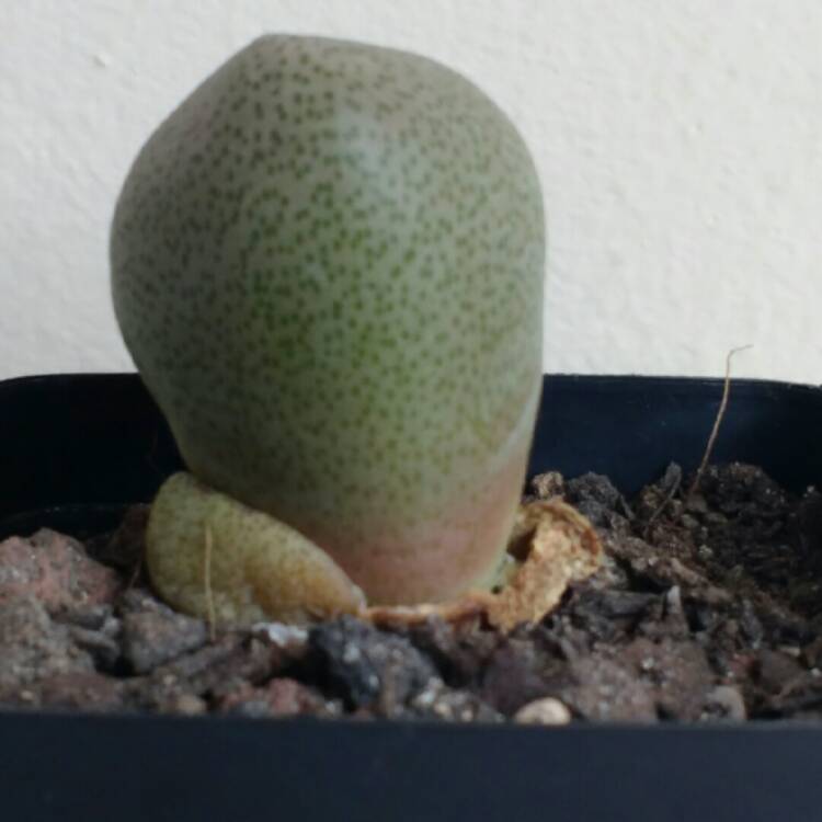 plant image 787289 plant image 787289