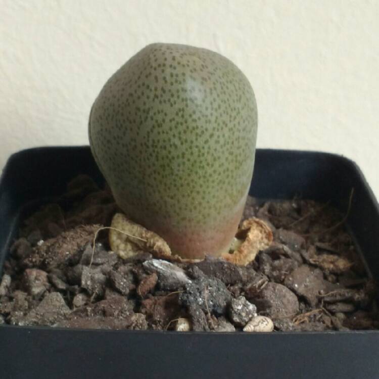 plant image 790498 plant image 790498