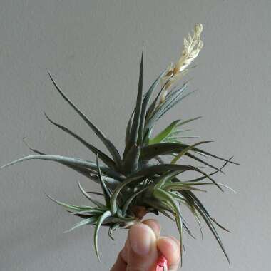 Tillandsia