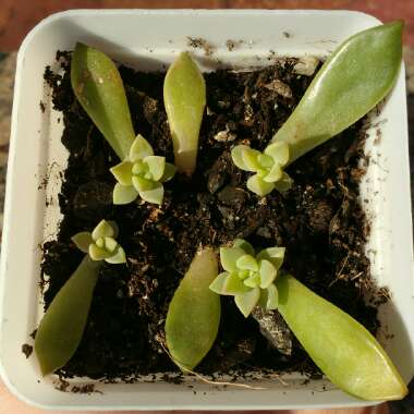 Sedum Adolphi