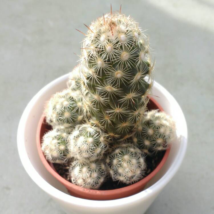 plant image 945622