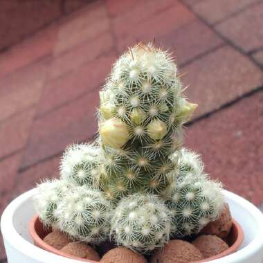 Mammillaria elongata 'Copper King'