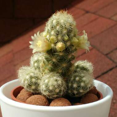 Mammillaria elongata 'Copper King'