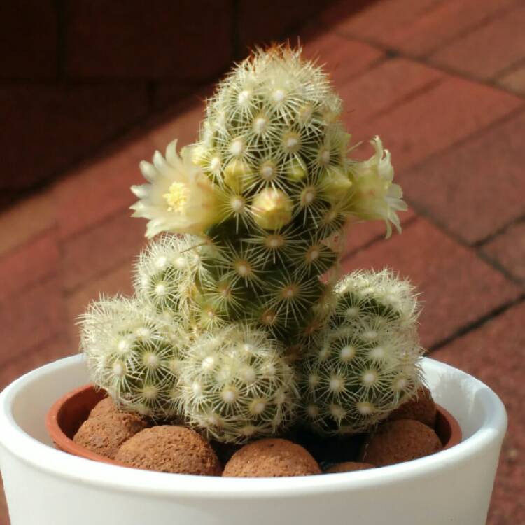 Plant image Mammillaria elongata 'Copper King'