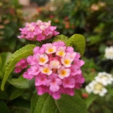 omer 's garden