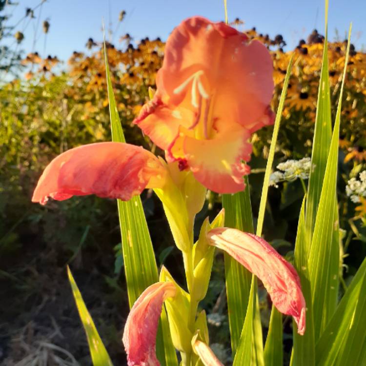 Plant image Gladiolus 'Prinses Margaret Rose' syn. Gladiolus 'Princess Margaret Rose'