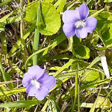 Viola palustris