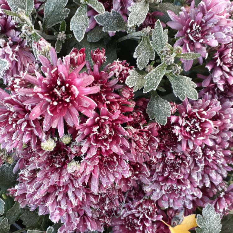 Plant image Chrysanthemum 'Branroyal Purple'