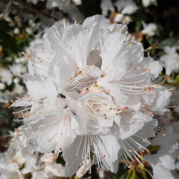 Plant image Rhododendron 'White Lace'