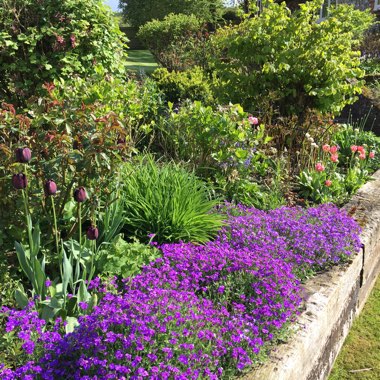Melissa's garden
