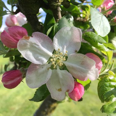 Melissa's garden