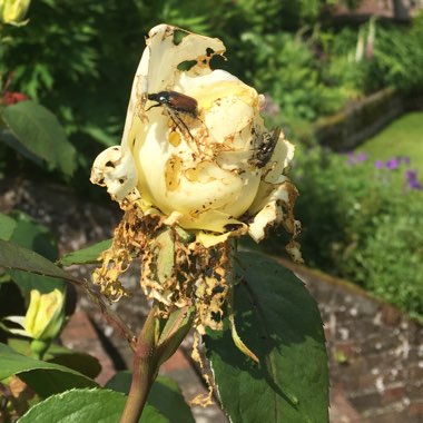 Melissa's garden