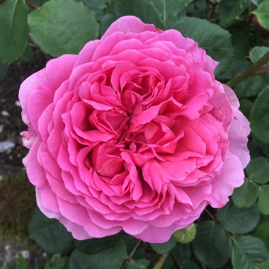 Rose 'Princess Alexandra of Kent' (Shrub)