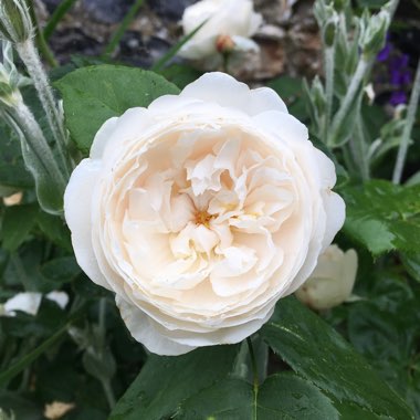 Rose 'William and Catherine'